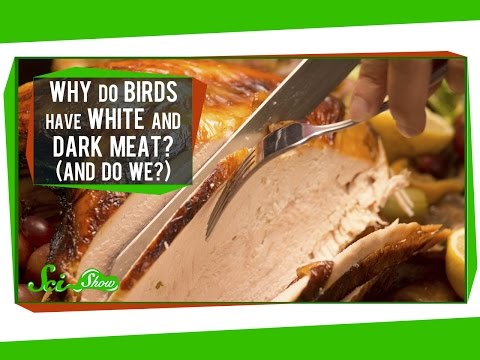 Why Do Birds Have White And Dark Meat? (And Do We?)