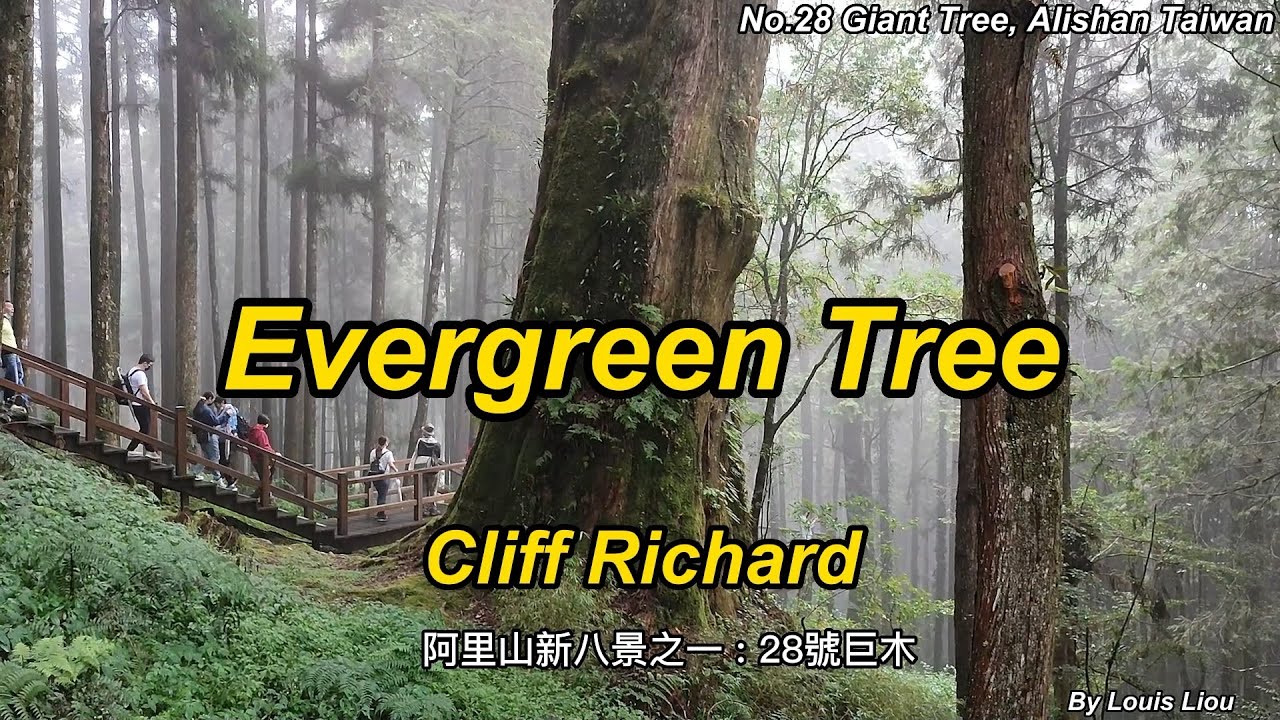 Cliff Richard Evergreen Tree(With Lyrics)阿里山新八景之一 28號巨木 YouTube