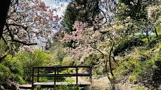 [4k 60fps hdr] Springtime delights at Beachwood Park - Newport