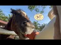 🍼🐴💕 Feeding a Hungry Arabian Horse