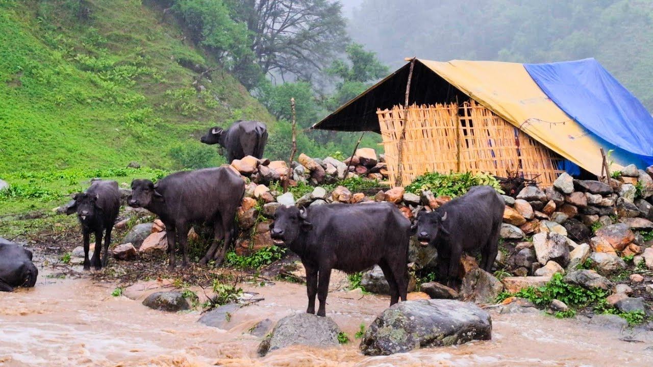 The Himalayan lifeestyle in beautiful day poor village Relaxing life is mountain in Best nepali life
