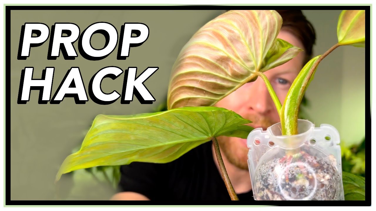 Улучшите успешность размножения с помощью метода воздушных отводков