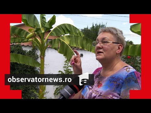 Vídeo: Fruita amb banyes de Kiwano: consells de cultiu i informació sobre la cura dels melons gelatina