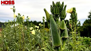 THESE OKRA PLANTS ARE TOO TALL TO PICK!
