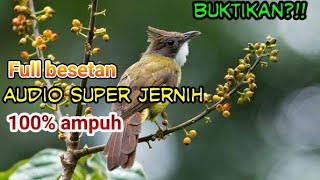 Masteran Cucak Jenggot full BESETAN!! durasi 1jam