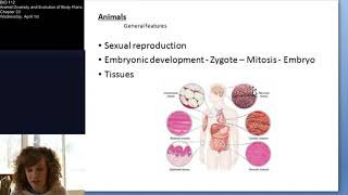 Chapter 33: Animal Diversity and Evolution of Body Plans (Part 1)