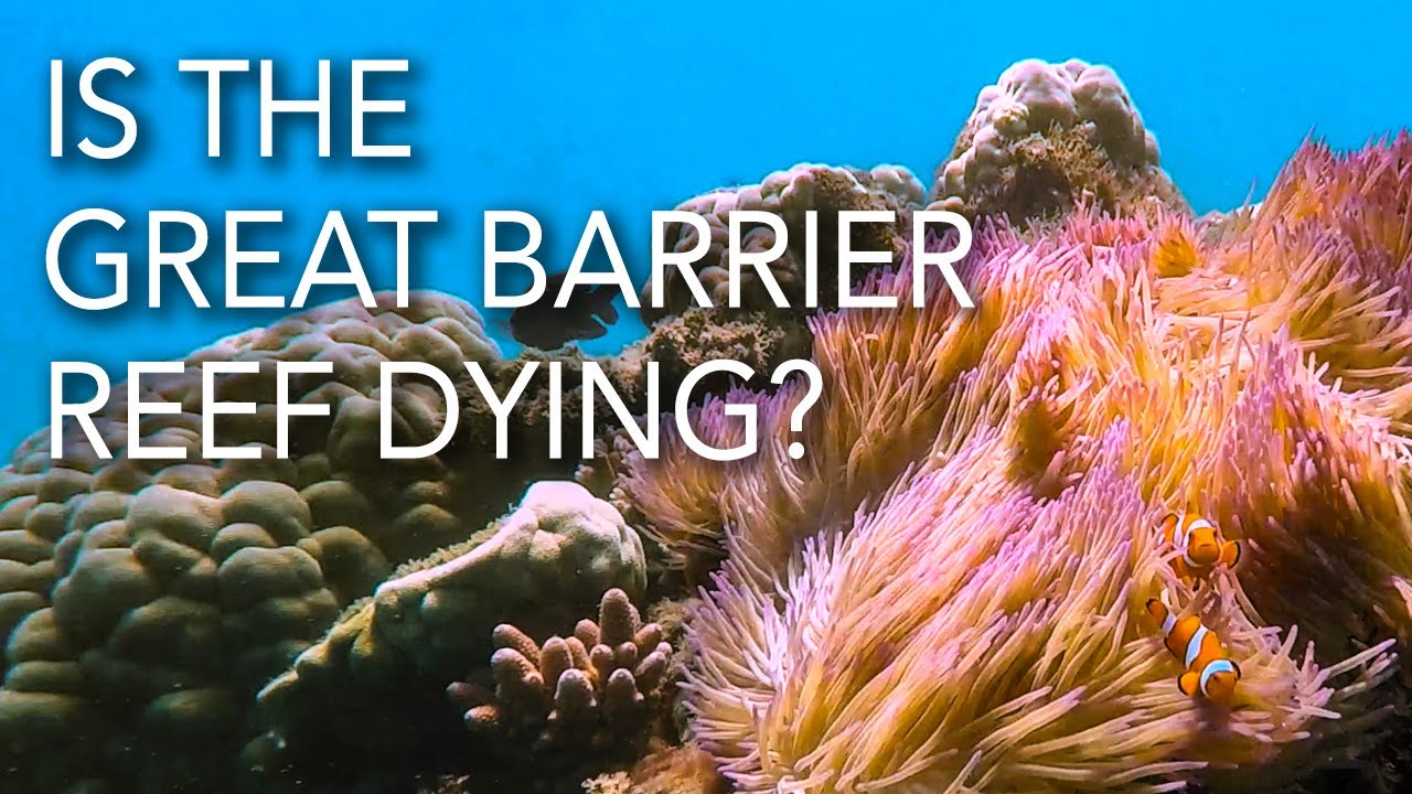 Is the great barrier reef dying youtube