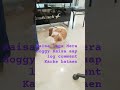kaisa laga Mera doggy🥰👌#kaisarnetwork #doggielife
