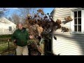 How to Prune Tree Hydrangea 1 of 3 | Hydrangea paniculata | Newtown CT Garden Maintenance