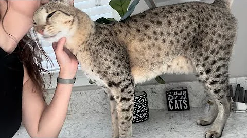 Watch the video about Big F2 Savannah Cat Kumba Is The Most Loving Cat Ever. He’ll Melt Your Heart.