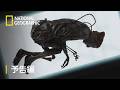 解析!世にも奇妙な遺物ミステリー – 予告編 | ナショジオ