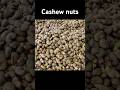 Cashew Cultivation And Cashew Nut Harvesting In My Village