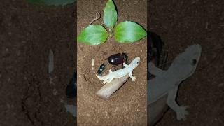 The Rich Die The Poor Die The Beetle The Grasshopper And The Lizard Version shorts