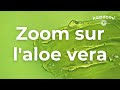 Tout savoir sur laloe vera bienfaits  utilisations