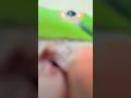 わさびっちょの大掃除? スマホレンズをぺろぺろ📱✨🦜 #おしゃべりインコ #わさびっちょ #shorts