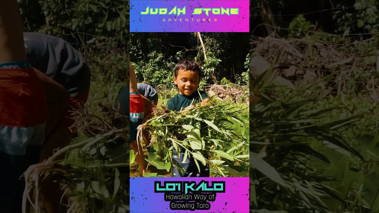 This Kid’s Playground? A Hawaiian Taro Patch 🌿