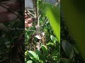 ficus microcarpa kimeng process