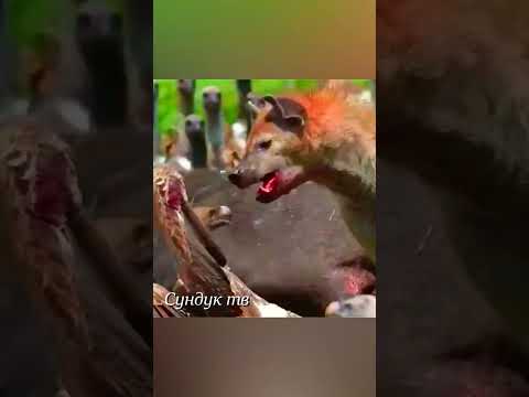 Львы нападают на грифов #животные #animals #lion #animalshorts