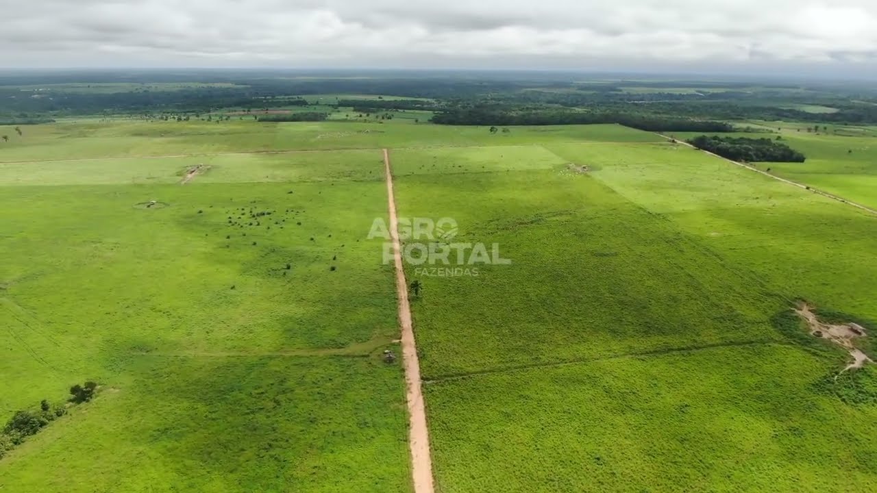 Linda Fazenda à venda no Pará - Região de Tracuateua - 1.300 ha (268 alq)