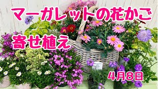 上からマーガレットの寄せ植えフラワートーチで楽々プランツギャザリング