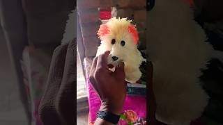 Doing Kuchi Kuchi to my chihuahuas🤣