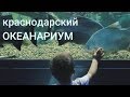 Океанариум в Галактике/Краснодарский океанариум/Кормление акул