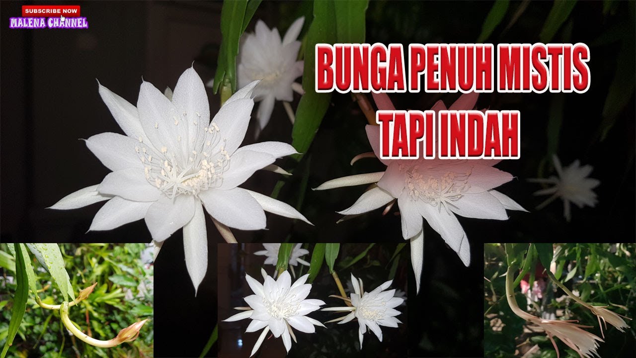 BUNGA PENUH MISTIS TAPI INDAH - YouTube