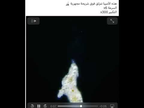 الحركة بالاقدام الكاذبه في الاميبا