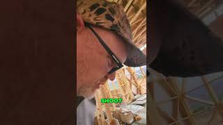 Barndo Build FAIL! Missing Saw Part Found (Problem-Solving in Rural Life)