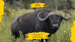 Buffaloes on a Uganda Safari Tour with Cymo African Safaris 