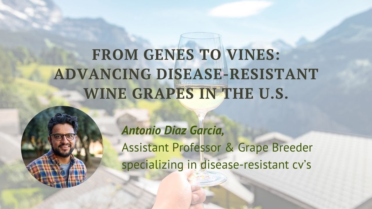 From Genes to Vines: Advancing disease-resistant wine grapes in the U.S.
