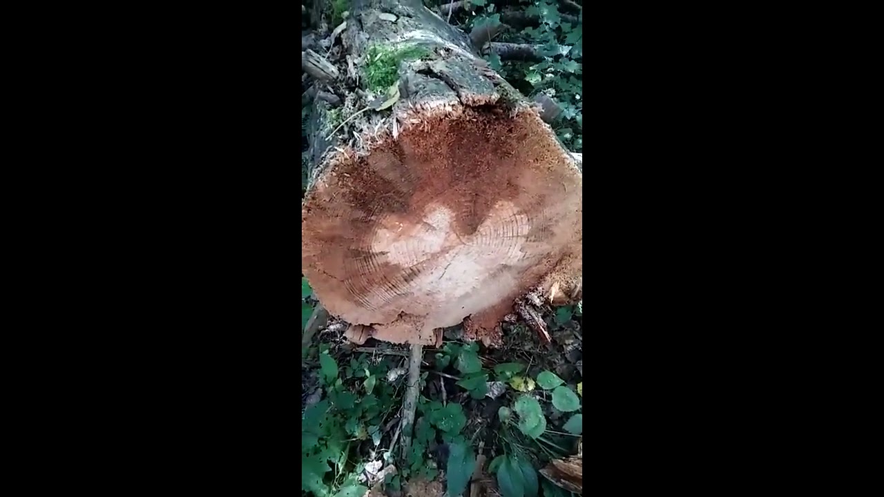 How to observe fungal wood decay patterns in a forest