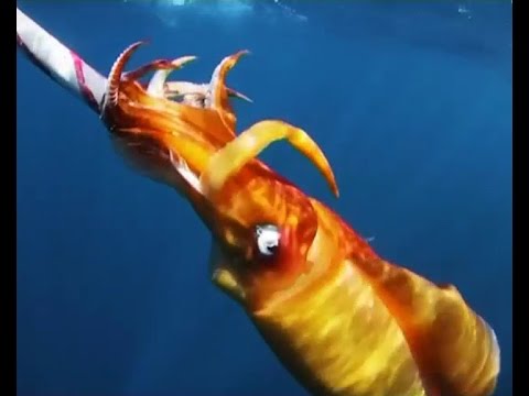 სადილის დრო - კალმარი