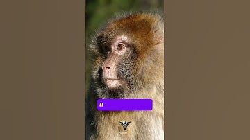 Thumbnail of DESCUBRE EL MISTERIO DE LA COMEZÓN
