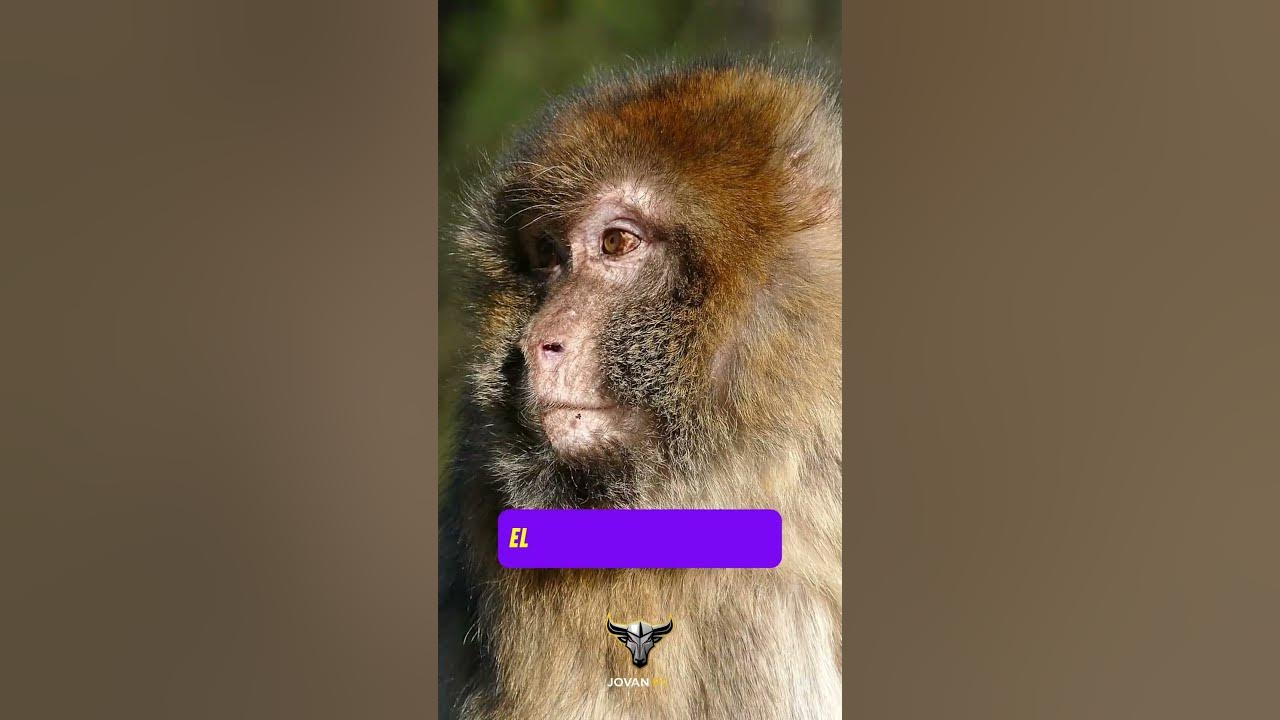 DESCUBRE EL MISTERIO DE LA COMEZÓN