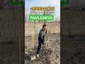 PAVLONIYA #pavloniya #paloma