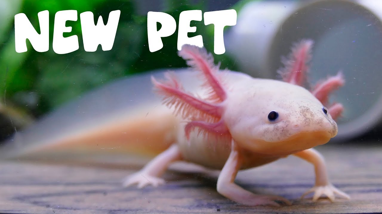 Axolotl Tank Setup Meet My New Pet Youtube