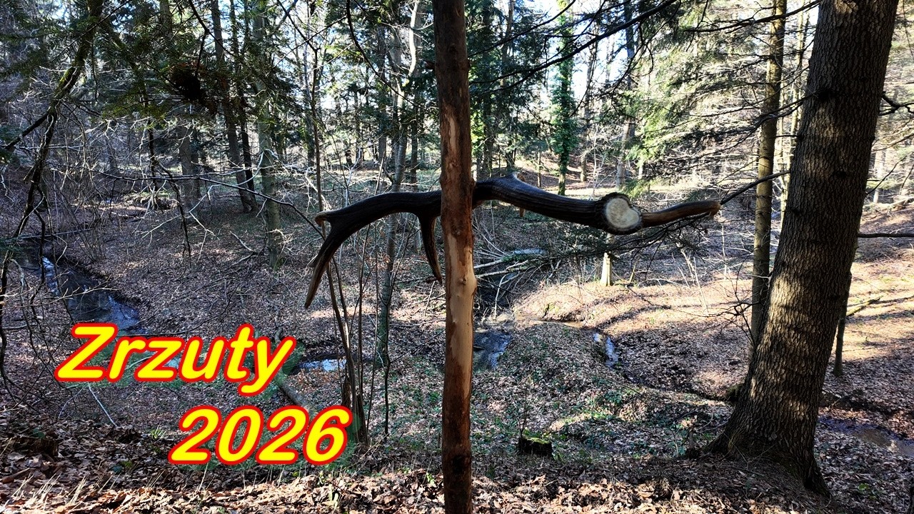 Zrzuty Jeleni 2026 - Świeży - 2,4 kg