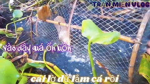 #337 thăm lờ cá lóc ở cái sơn và bạc liêu săn hugo to không ngờ trại hai cái lờ vào cá lao kiến rùa