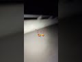 過去一怖かったスピボ #心霊配信 #心霊