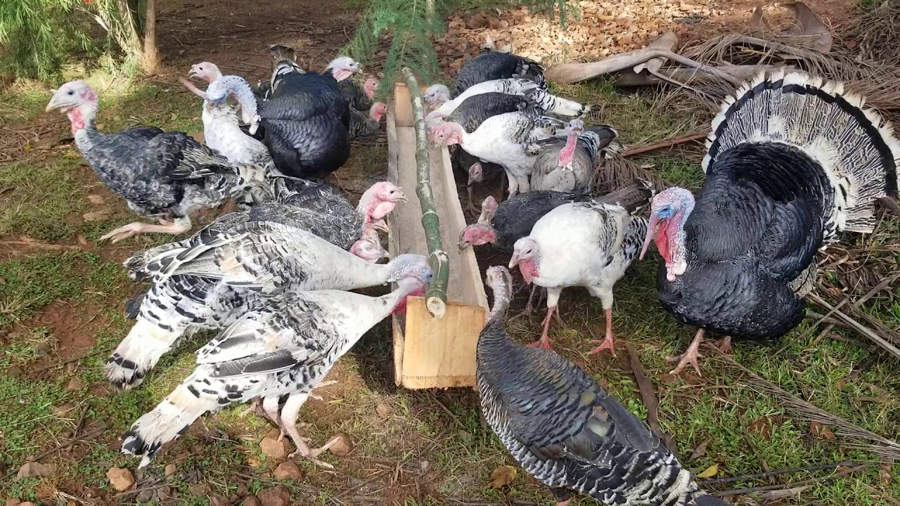 feeding-turkeys-in-kenya-at-seruya-farm-youtube