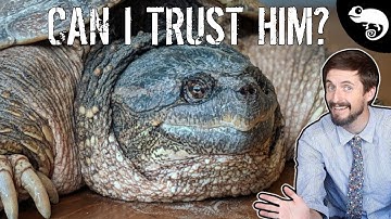 Giant Snapping Turtle - Can I Trust Him?