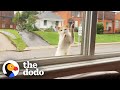 Stray cat keeps climbing up to this womans window  the dodo