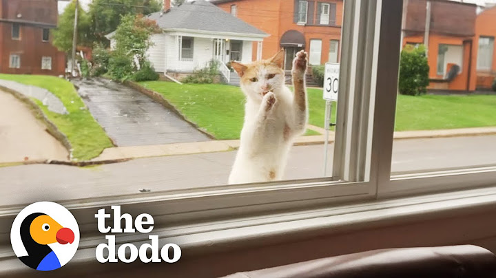Stray Cat Keeps Climbing Up To This Woman's Window | The Dodo