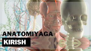 ANATOMIK SATHLAR  |  ANATOMIK TERMINOLOGIYA