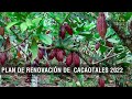 Plan de renovación de cacaotales 2022 - TvAgro por Juan Gonzalo Angel Restrepo