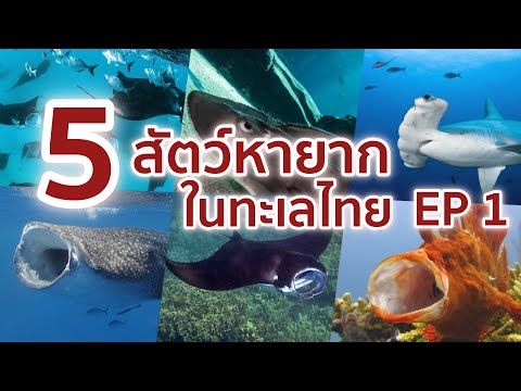 5 สัตว์หายากในทะเลไทย ที่ควรได้เห็นสักครั้งในชีวิต ตอนที่ 1