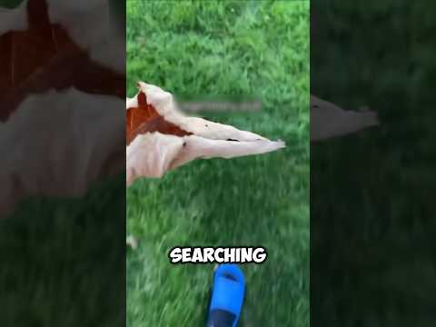 He Searched Everywhere For That Leaf