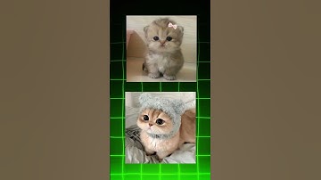 Who Dies First? Logic Will Shock You! #MindPuzzle  #BrainTeaser #RiddleChallenge #ShortsQuiz