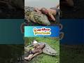 هذا الرجل يعيش ويأكل ويسبح مع هذا التمساح لن تصدق العلاقة التي بينهما 